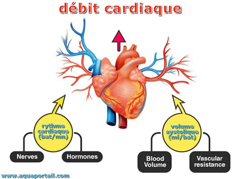 Facteurs Qui Augmentent Le Débit Cardiaque